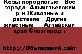 Козы породистые - Все города, Альметьевский р-н Животные и растения » Другие животные   . Алтайский край,Славгород г.